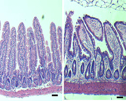 Microscopic image of mouse intestines.