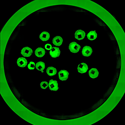 An image of bioengineered human liver organoids.