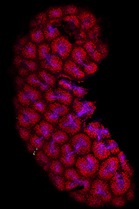 An image of a developing mouse kidney.