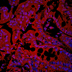An image showing epithelial cells lining a mouse intestine.