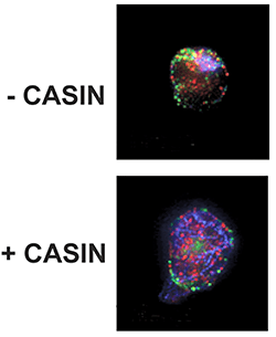 A photo of hematopoietic stem cells from laboratory mice.