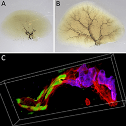 Three images related to liver regeneration.