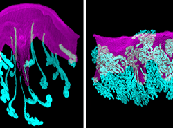 A confocal microscopic image of a mouse uterus.