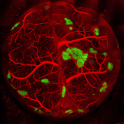 An image showing bioengineered vascularized pancreatic islets.
