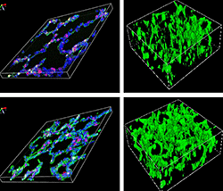 Pulmonary capillary networks in the lung of a laboratory mouse.
