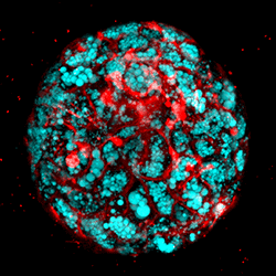 A confocal microscopic image of a tiny bioengineered human liver organoid. 