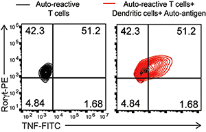 An image of cell flow cytometry graphs.