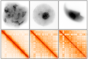 Images showing genetic material in male mice and heat maps for a specific chromosome.