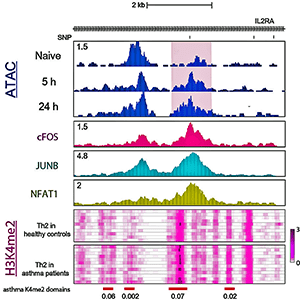 An image showing locations of open chromatin in T cells.