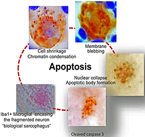 An illustration showing a stepwise apoptotic path.