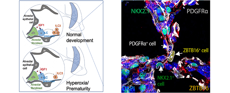 An image showing fluoresced cells in the developing perinatal lung of baby mouse.