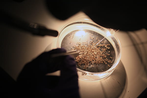 An image of organoids in a dish.