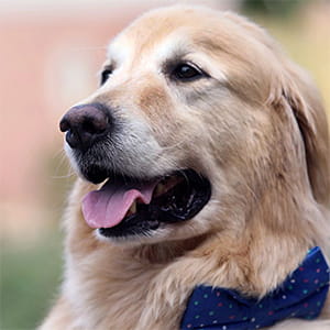 Facility Dog - Give Today.