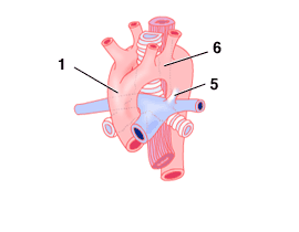 vascularrings_2_2