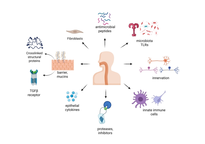 Immune components of the esophagus