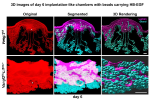 3D images of day 6 implantation-like chambers with beads carrying HB-EGF.
