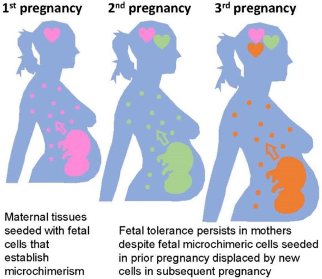 A figure illustrating how a mother's immune system remembers prior pregnancies.