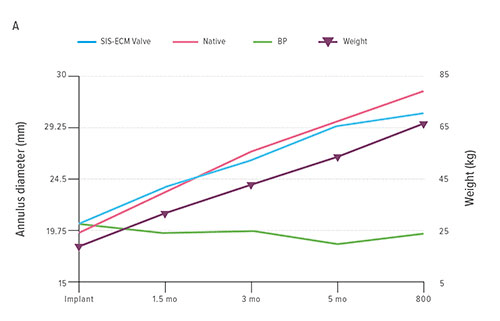Fig A:  In graph lambs tripled their weight over the study period with a corresponding, appropriate increase in a tubular tri-cuspid valve made from small intestinal submucosa-derived extracellular matrix (SIS-ECM).