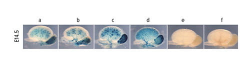 Fig C: Data obtained using the SpDamID tool sheds new light on kidney formation by confirming that Cdh6 is a direct Notch target during early organ development.
