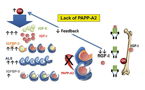 Fig A: This illustration depicts the mechanism underlying growth failure due to lack of PAPP-A2. An increased formation of ternary complexes, due to decreased proteolysis subsequent to the lack of PAPP-A2 activity, results in reduced concentrations of fIGF-I in serum and most likely at specific target tissues. This also decreases the negative feedback effect of IGF-I on growth hormone (GH) production, contributing to increased circulating concentrations of GH. Increased serum GH concentrations cause increased IGF-I, IGFBP-3, and ALS concentrations. The increased levels of IGFBP-3 and ALS in turn con-tribute to further ternary complex formation and an increase in total IGF-I and IGF-II concentrations.