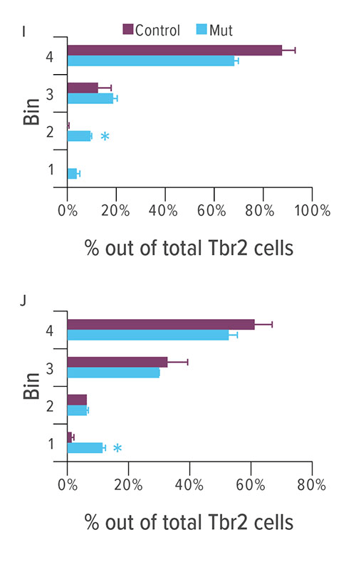 Fig B: The bar charts I and J show the distribution and number of Tbr2 cells at E11.5 (I) and E12.5 (J)