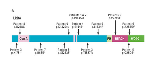 Fig A. Novel biallelic LRBA mutations of nine patients appear along a schematic map of LRBA protein domains.