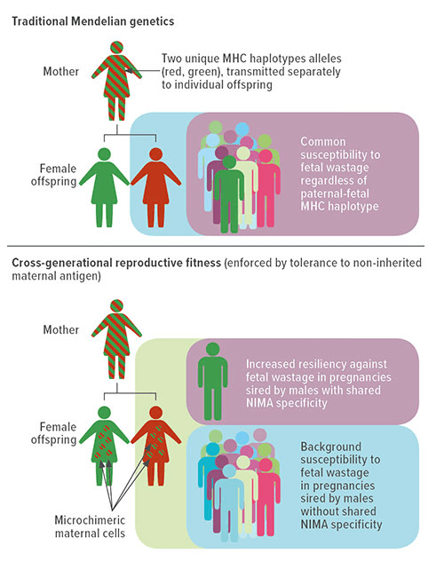 Fig A:  In traditional Mendelian genetics (top image), pregnancies among female offspring are equally susceptible to fetal wastage or other complications. This stems from disruptions in fetal tolerance regardless of paternal major histocompatibility complex haplotype specificity.  Comparatively, persistent postnatal maintenance of tolerogenic microchimeric maternal cells in female offspring promotes cross-generational reproductive fitness (bottom image). It does this by selectively protecting against fetal wastage during next-generation pregnancies sired by males with shared overlapping non-inherited maternal antigens specificity.