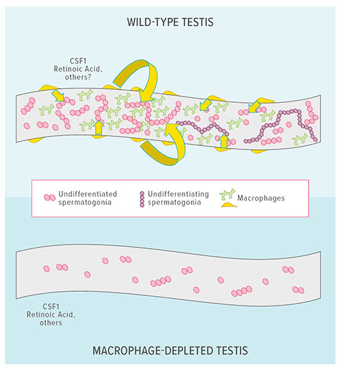 Fig A:  New research published in Cell Reports describes how macrophages influence sperm cell production in mammalian testes. This illustration shows that macrophages are enriched near sperm cell precursors and are required for sperm stem cell differentiation, potentially acting through CSF1 and retinoic acid pathways.
