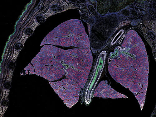 Confocal Imaging Core.
