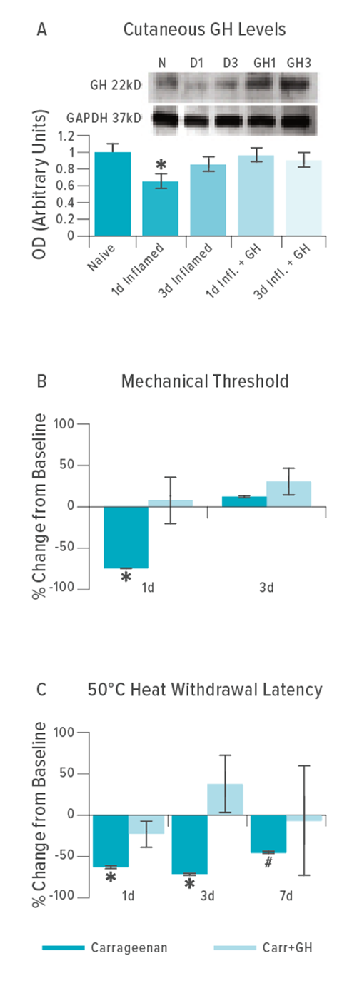 Cutaneous growth hormone (GH) levels are reduced one day after inflammation of the skin in neonatal mice (A). This can be blocked by supplementing inflamed mice with GH. Charts B and C depict results of mechanical and thermal stimulation after mice were injected with P14 carrageenan to induce skin hypersensitivity. In mice treated with GH (light blue bars), peripheral hypersensitivity induced by inflammation is blocked. (*) indicates significant differences compared to naïve or baseline. (*) indicates differences compared to baseline but not time matched GH treated groups.