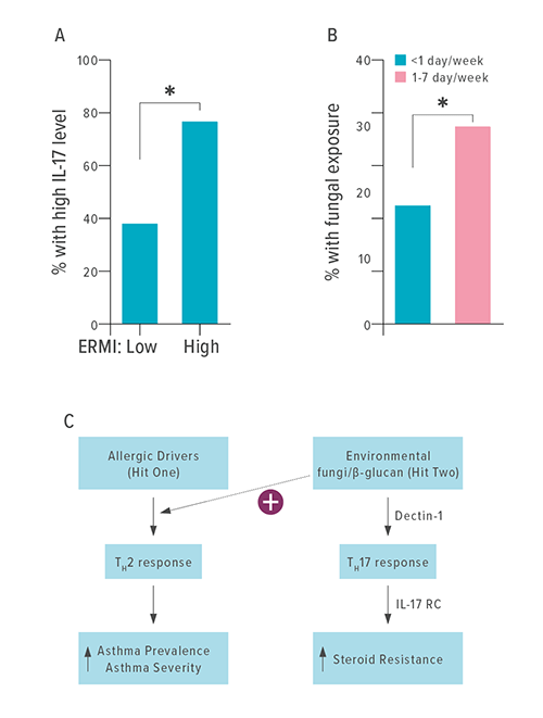 Fungal exposure is associated with increased serum IL-17A levels and increased asthma severity in children. A. This bar chart shows that the percentage of children in the Cincinnati Childhood Allergy and Air Pollution Study with high IL-17A serum levels is higher in the group with high Environmental Relative Moldiness Index (ERMI) values versus those with low ERMI values. B. This bar chart shows a higher percentage of fungal exposure among children in the Greater Cincinnati Pediatric Repository (GCPCR) children who exhibit symptoms more than once a week (n = 258) versus those showing symptoms less than once a week (n = 81). C. This proposed working model describes how the responses occur.
