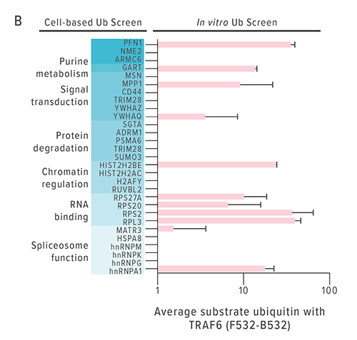 Chart B shows the substrate ubiquitination of 29 identified candidates in the presence of TRAF6 (F532 CyDye) as compared with the absence of TRAF6 (B532 CyDye).
