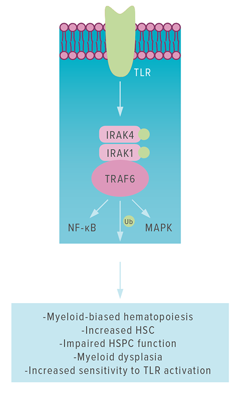 This overview of TLR signaling lists several phenotypes that can result when overexpression of TRAF6 ubiquitinates hnRNPA1.