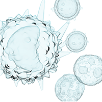 An illustration of white blood cells.