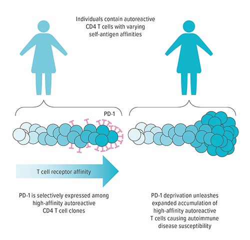 Modern immunological tools show that self-reactive T cells capable of causing autoimmunity are contained within individuals. Tony Jiang, an MD/PhD student in Sing Sing Way’s lab, showed that autoreactive T cells with the highest potential to cause autoimmunity express high levels of the inhibitory receptor programmed death-1 (PD-1). These results provide a mechanism to explain autoimmune side effects associated with disrupting this pathway in anti-tumor and anti-microbial therapies.