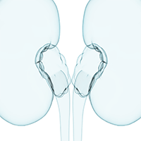 An illustration of a kidney.