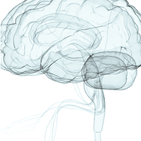 An illustration of a brain.