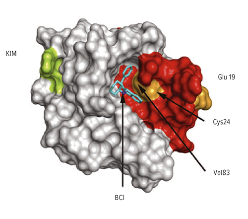 A study published in Nature Medicine reports detecting a molecular binding pocket that could help scientists develop therapies to block several types of kinase-driven, treatment-resistant cancers. In mouse models, inhibiting the proteins c-Fos and Dusp1 appears to undercut the ability of certain cancer cells to resist chemotherapy.