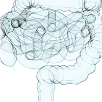 An illustration of a intestine.