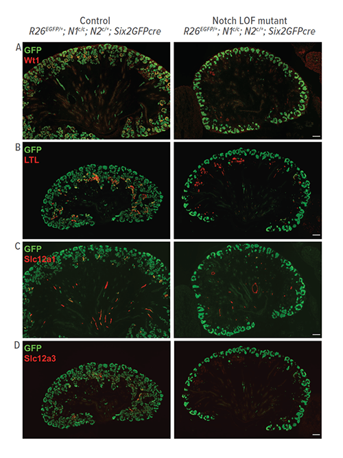 Notch genes are required for the formation of all nephron segments. Nephron progenitors and their descendants are labeled with GFP (green). Nephron segment markers are shown in red. In the control kidney, GFP+ cells form all segments of the nephron. In the Notch LOF mutant kidney, GFP+ cells fail to form any nephron segment.