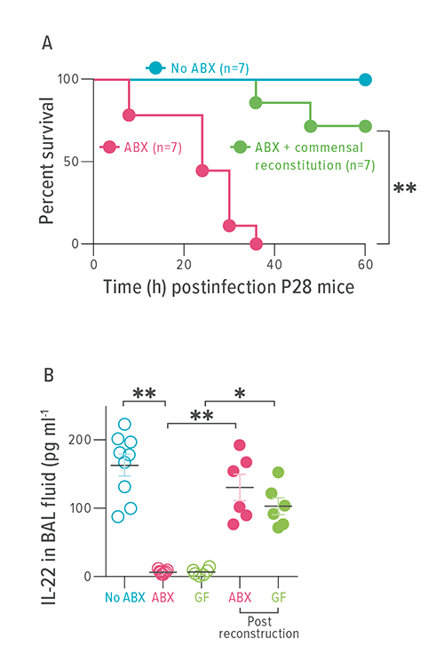 Antibiotic treatments can create dangerous disruptions of commensal gut bacteria in newborns. But restoration of commensal bacteria can restore normal immune defense development. A: This figure shows survival times after pneumonia infection in untreated mice with normal levels of commensal bacteria, mice treated with antibiotics (ABX) and mice treated with antibiotics that were given restorative treatment. B: This figure shows how IL-22 levels can rebound using restorative treatment after antibiotic use.