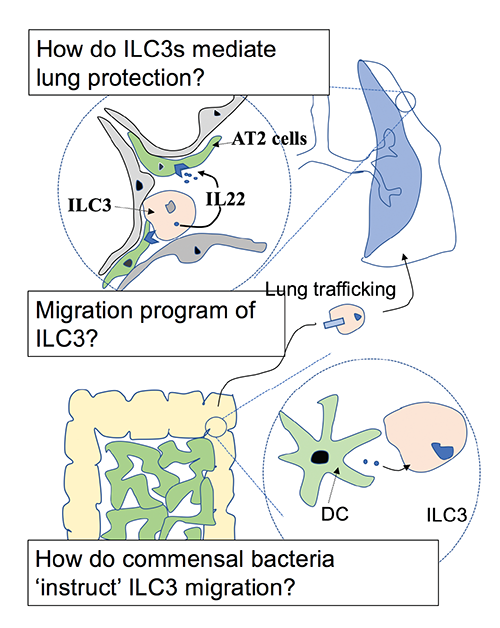 This figure illustrates how commensal bacteria in the large intestine help activate immune response in the lungs. In the gut, bacteria prompt dendritic cells (DC) to produce group 3 innate lymphoid cells (ILC3). These cells migrate to the lungs, where they produce Interleukin-22 (IL22) to help activate immune response.