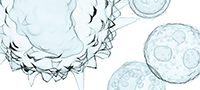 An illustration of white blood cells.