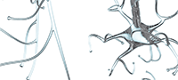 An illustration of nerve fibers.