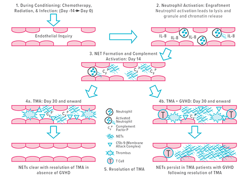 An image for Bone Marrow Transplant & Immune Deficiency's Featured Research.