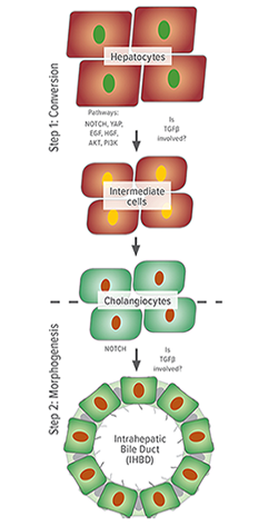 An image showing conversion and morphogenesis.
