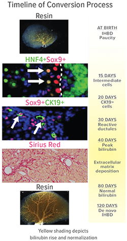 An image showing a timelines of the conversion process.