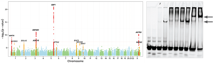 An image showing the results of a genome-wide association study.