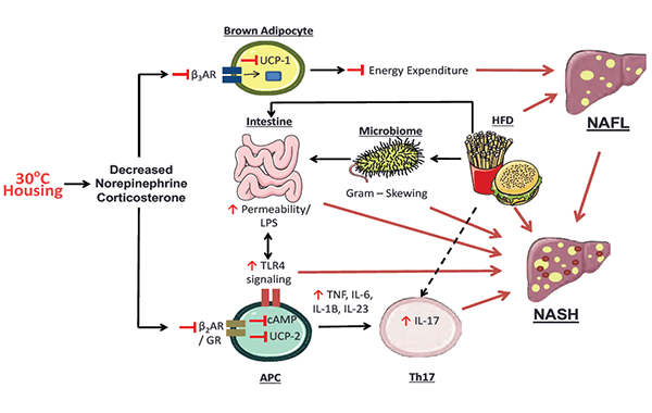 An image depicting the role of thermoneutral housing in promoting exacerbated NAFLD pathogenesis during HFD feeding.