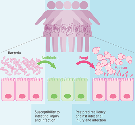 An image showing how gut bacteria minimizes the body’s susceptibility to intestinal injury and infection.